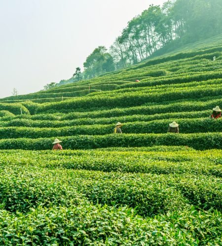 famous-spring-green-farmland-hat.jpg