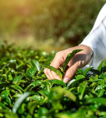 woman-picking-tea-leaves-by-hand-green-tea-farm.jpg