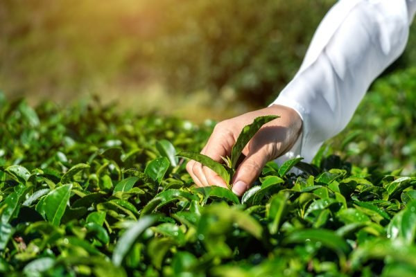 woman-picking-tea-leaves-by-hand-green-tea-farm.jpg